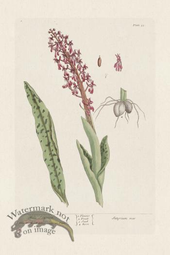 BEE 053 Male Satyrion